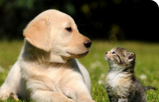 Pet Services Your  New Pet Will  Require in the First  12 Months