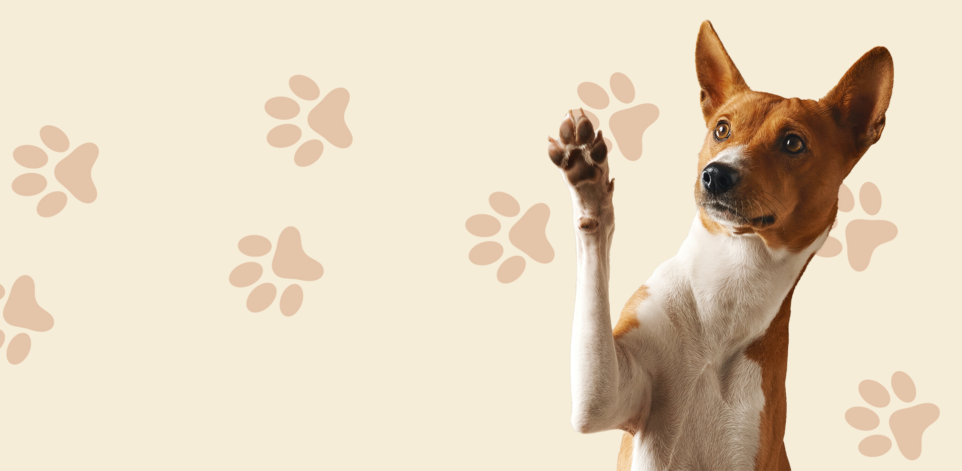 Welcome To <span>Lakeshore</span> Animal Hospital